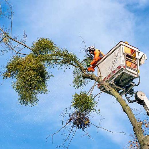 Baumabtragung Himler Holz