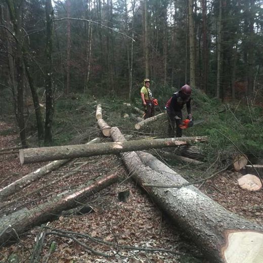 Forstarbeit Himler Holz