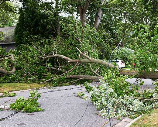 Bäume und elektrische Leitungen, die nach Sturm über Wohnstraße legen