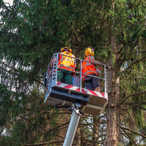 Baumpflegearbeiten an hohen Fichten, Baumschnitt, Fällarbeiten