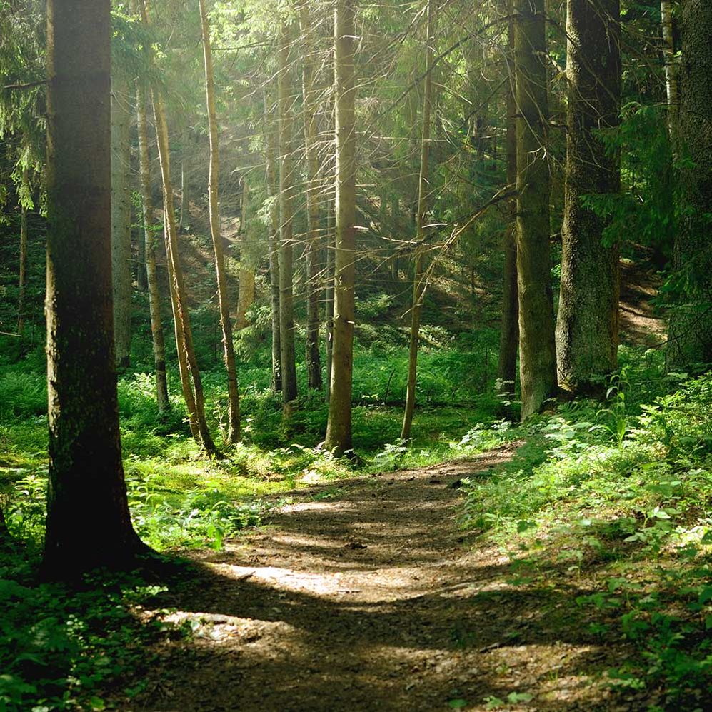 Wald - Himler Holz - Holzschlägerung