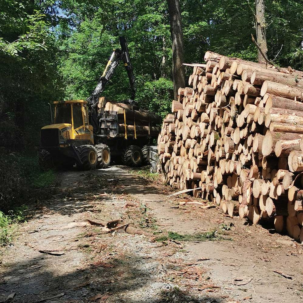 Himler Holz - Holzschlägerung