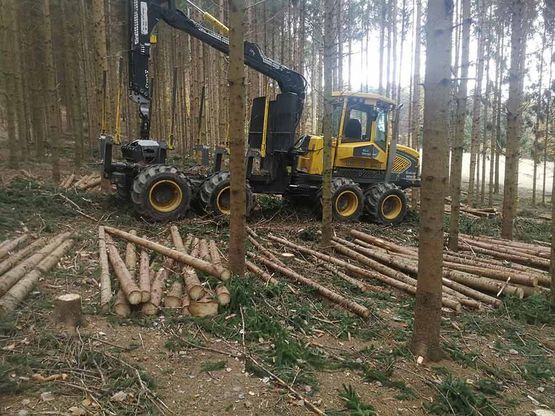 Holzschlägerung Himler Holz Burgenland