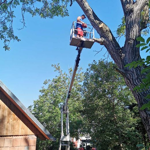 Baumpflege und Baumabtragung Himler Holz