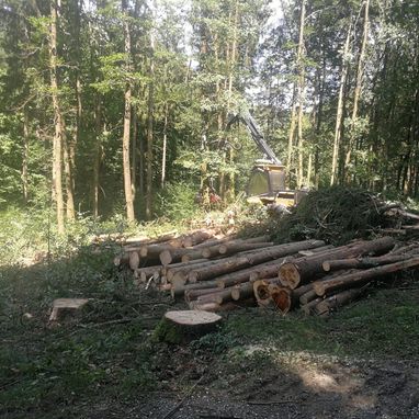 Himler Holz Burgenland