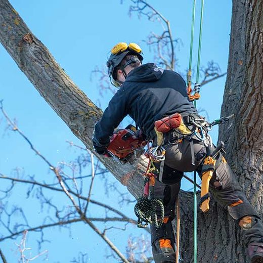 Baumabtragung Himler Holz